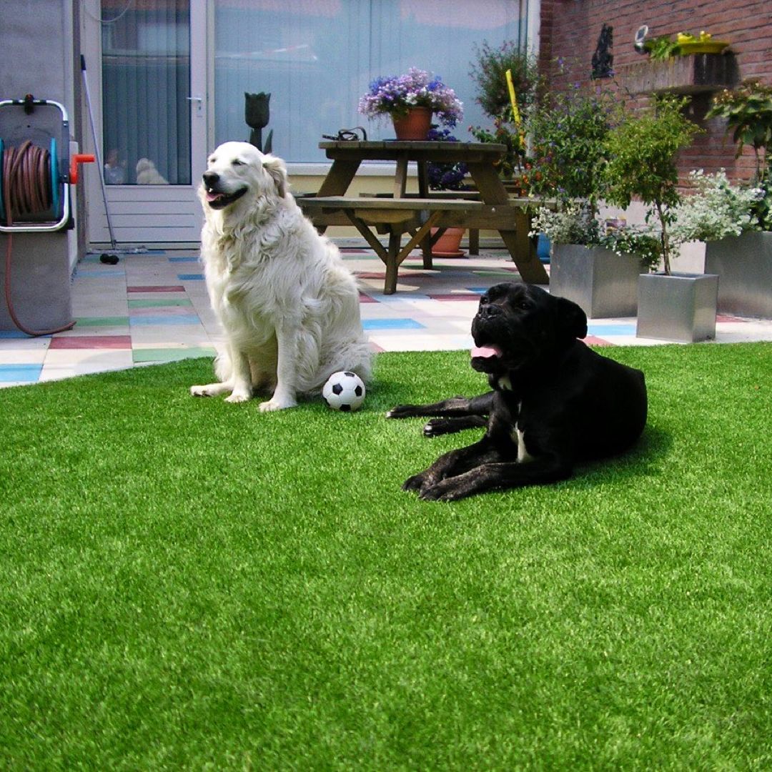 Pet Friendly Artificial Grass Dubai - Odor Control & Easy Drainage